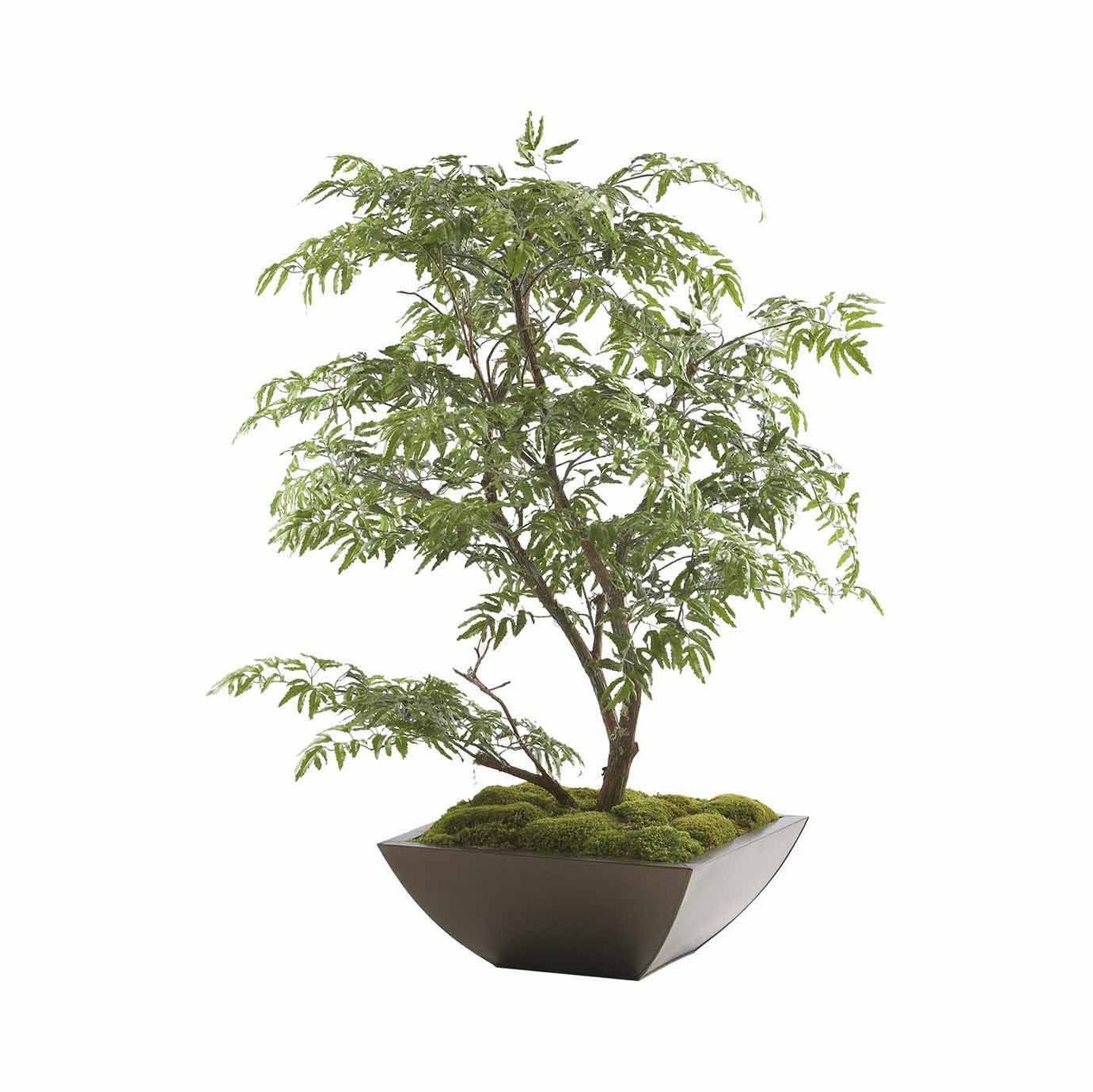 Ming Aralia Tabletop Tree