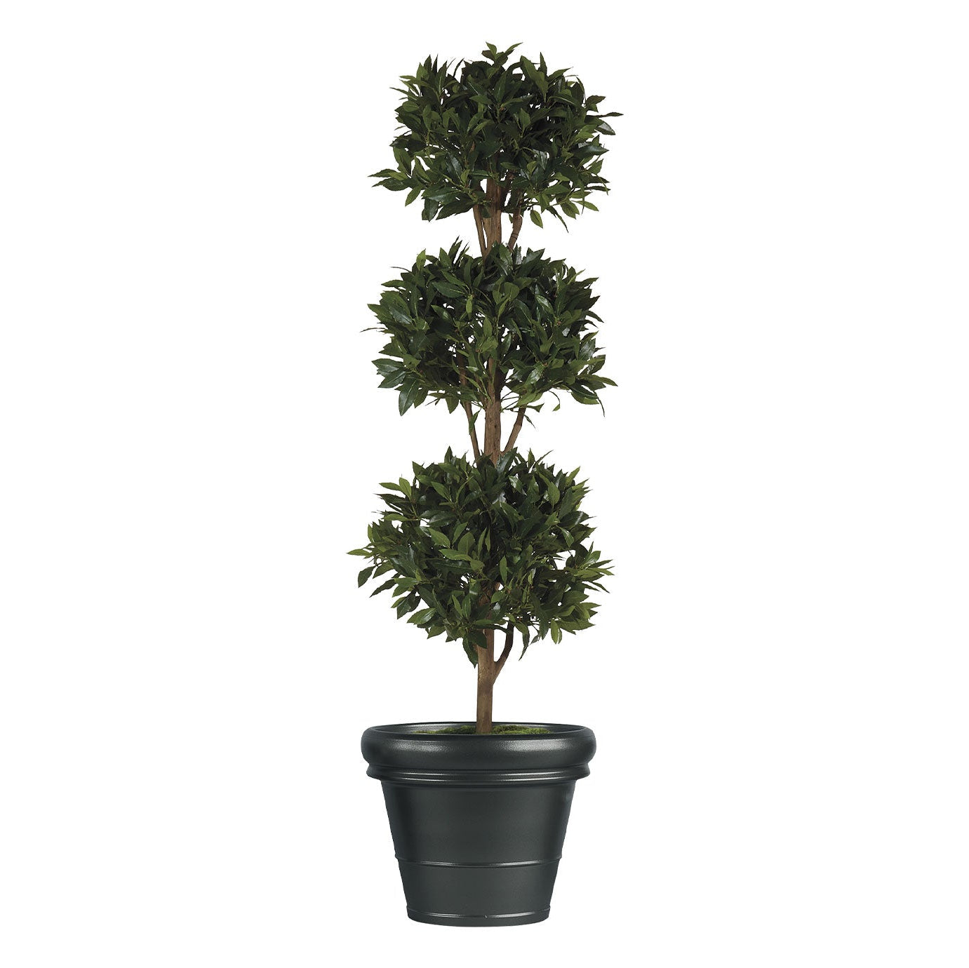 Tripel Bayleaf Ball Topiary