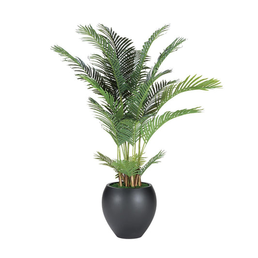 Areca Palm