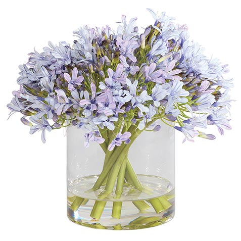 Blue Agapanthus in Cylinder Vase