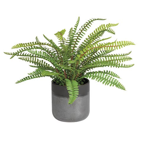 Boston Fern in Black Vessel