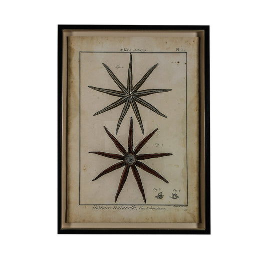 Antique Starfish Study