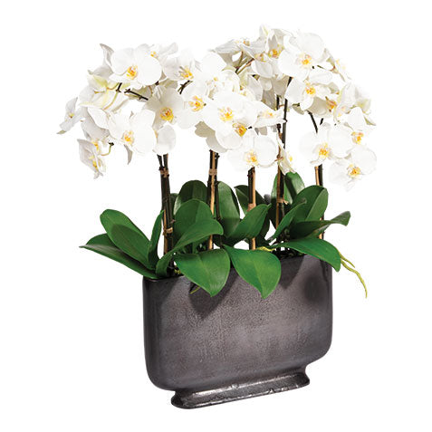 White Orchid in Planter