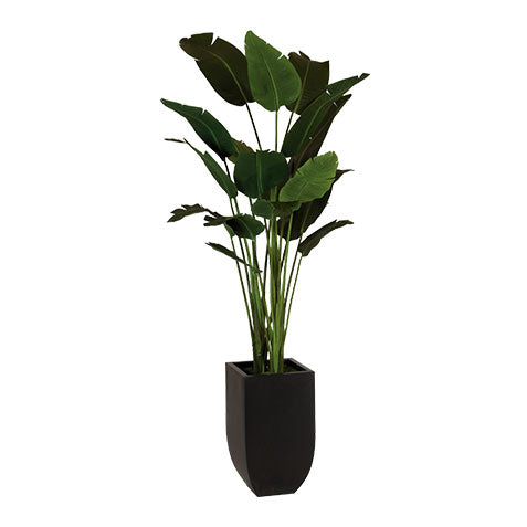 Travelers Palm in Tapered Urn