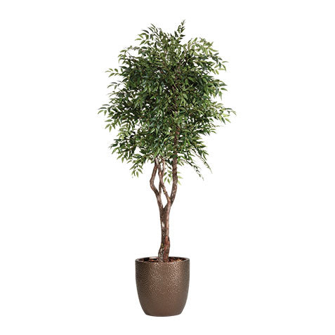 Smilax Tree in Pot