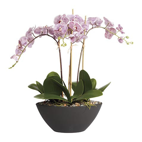 Plum Orchids in Black Pot