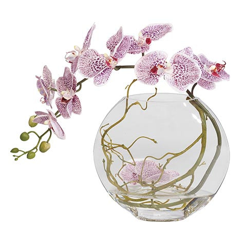 Plum Orchids in Glass Vase