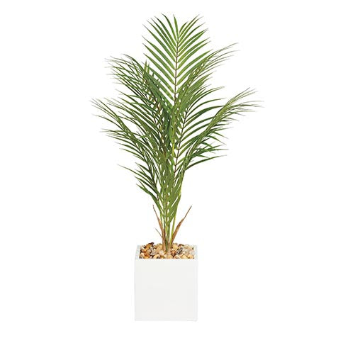 Palm in Square White Pot