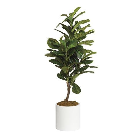 Fiddle Tree in White Pot