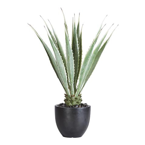 Outdoor Agave in Planter