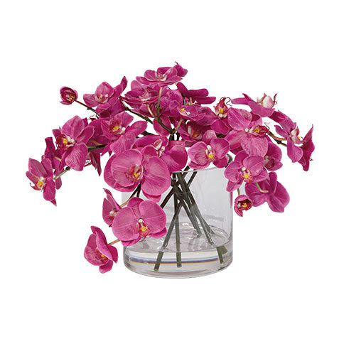 Fuschia Orchid in Glass Vase