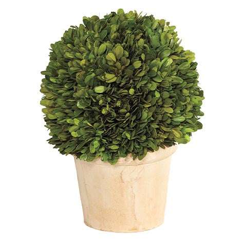 Small Boxwood