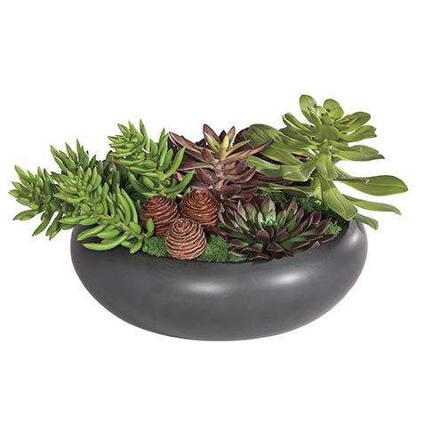 Dark Succulents in Black Bowl