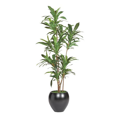 Dracena Tree in Black Container