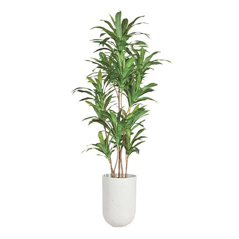 Dracena Tree Grey Container